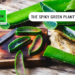 Aloe Vera: The spiky green plant’s wonders