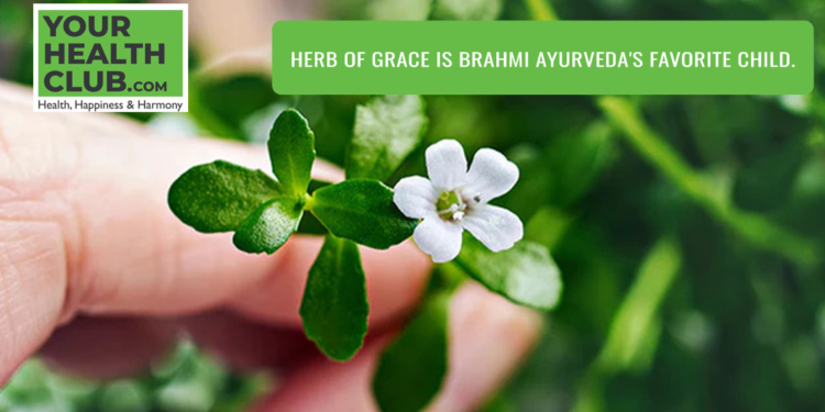 Herb of Grace is – Brahmi Ayurveda’s favorite child