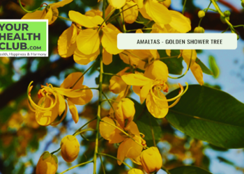 Amaltas – Sarvarogaprashamani