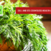 Dill and Its Countless Health Advantages