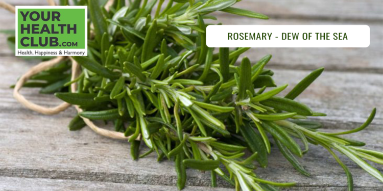 Rosemary – Dew of the Sea