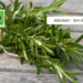 Rosemary – Dew of the Sea