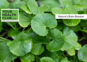 Unlocking the Healing Magic of Brahmi Leaves: Nature’s Gift for Radiant Health