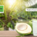 The Power of Coconut Water: A Fitness Enthusiast’s Secret Weapon