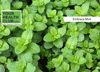 Embrace Mint: A Refreshing Addition to Your Beauty Routine