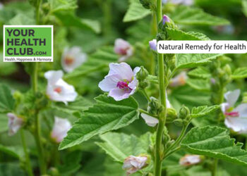 Natural Health Benefits for Digestion, Respiration, and Skin