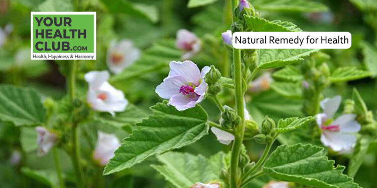 Natural Health Benefits for Digestion, Respiration, and Skin