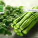 Unlock the Power of Moringa Leaves